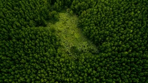 como-se-defender-da-execucao-fiscal-para-a-cobranca-de-multa-ambiental