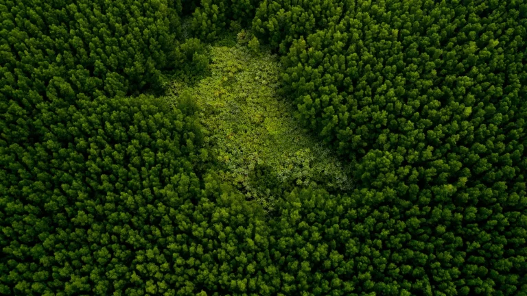 como-se-defender-da-execucao-fiscal-para-a-cobranca-de-multa-ambiental